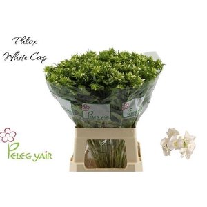 PHLOX P WHITECAP