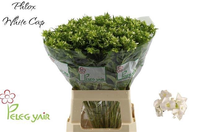 <h4>PHLOX P WHITECAP</h4>