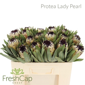 Protea barbigera 'Niobe'
