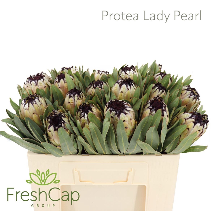 <h4>Protea barbigera 'Niobe'</h4>