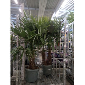 Trachycarpus fortunei
