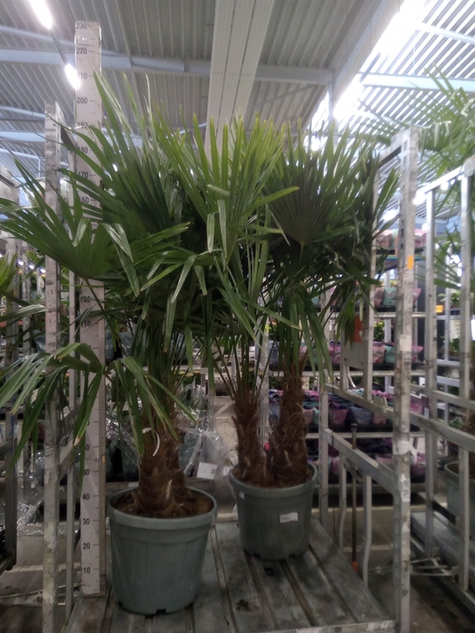 <h4>Trachycarpus fortunei</h4>