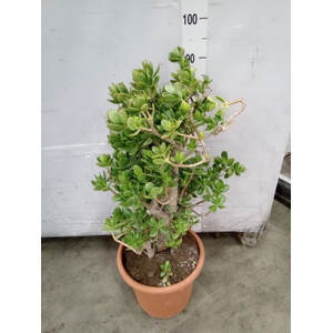 Crassula ovata