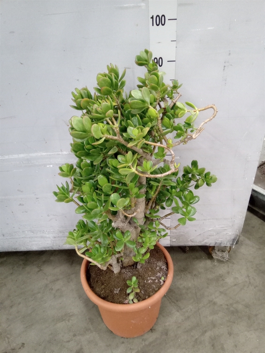<h4>Crassula ovata</h4>