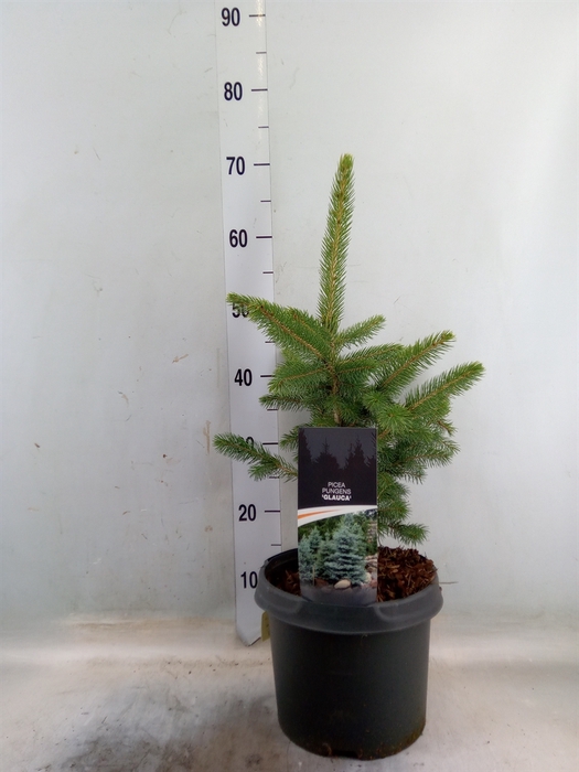 <h4>Picea pungens 'Glauca'</h4>