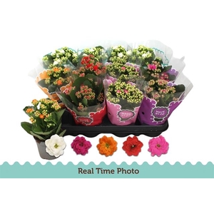 Kalanchoe bl Calandiva mix 9Ø 19cm