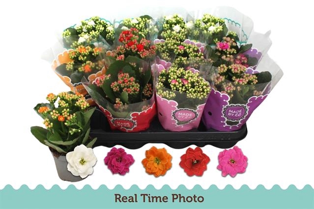 Kalanchoe bl Calandiva mix 9Ø 19cm