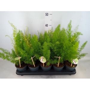 Asparagus dens. 'Meyers'