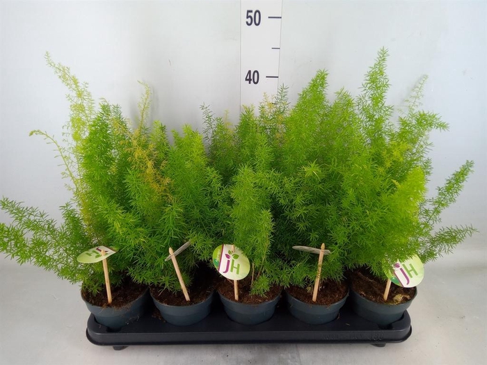 <h4>Asparagus dens. 'Meyers'</h4>