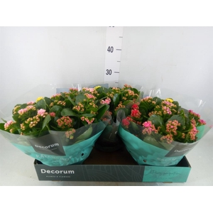Kalanchoe blos.   ..rosebud mix/pot