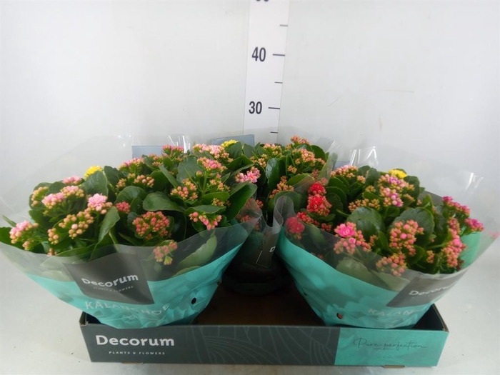 <h4>Kalanchoe blos.   ..rosebud mix/pot</h4>