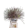 Allium Schubertii