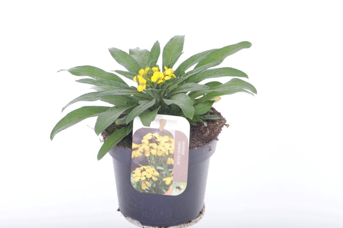 <h4>Erysimum Canaries Yellow</h4>