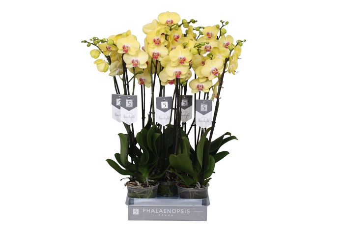 <h4>Phalaenopsis Limelight, 3-spike 18+</h4>