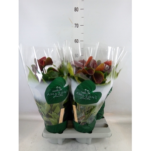 Anthurium andr. 'Essencia'