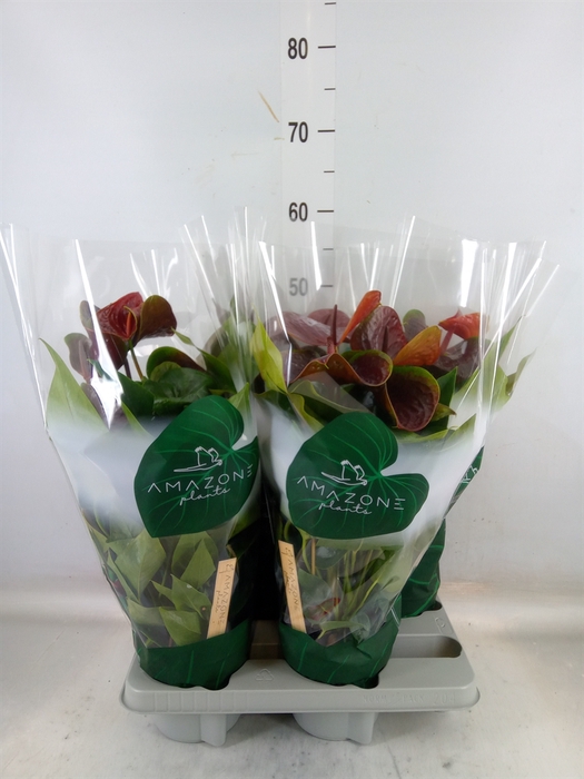 <h4>Anthurium andr. 'Essencia'</h4>