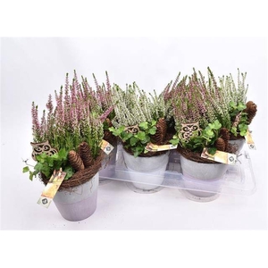 ARR TUINPLANTEN