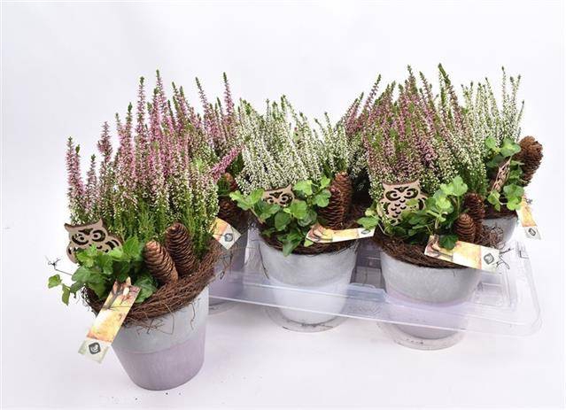 <h4>ARR TUINPLANTEN</h4>