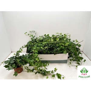 Hedera helix Wonder 13Ø 50cm