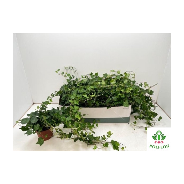 <h4>Hedera helix Wonder 13Ø 50cm</h4>