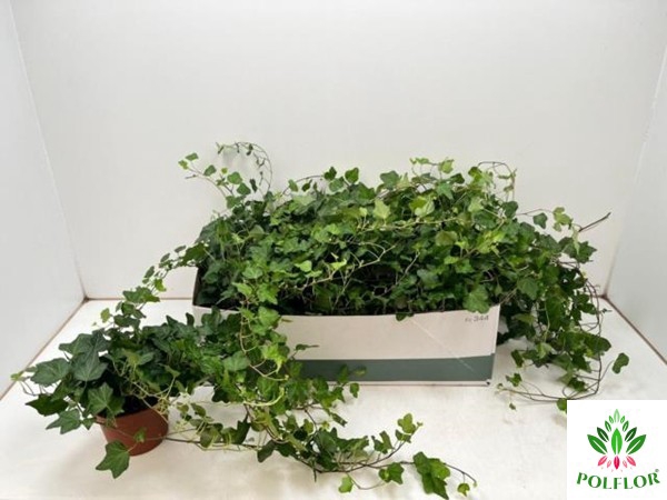 Hedera helix Wonder 13Ø 50cm