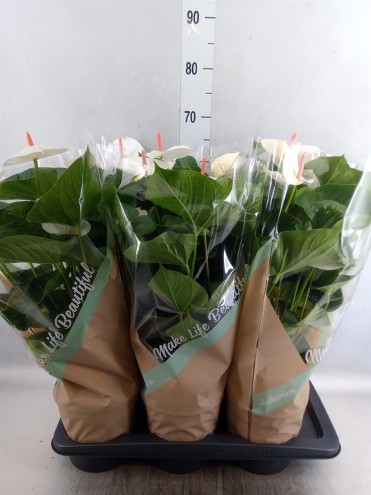 <h4>Anthurium andr. 'Success White'</h4>