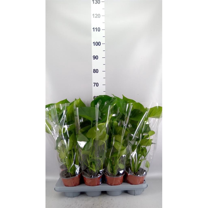<h4>Monstera delic.</h4>