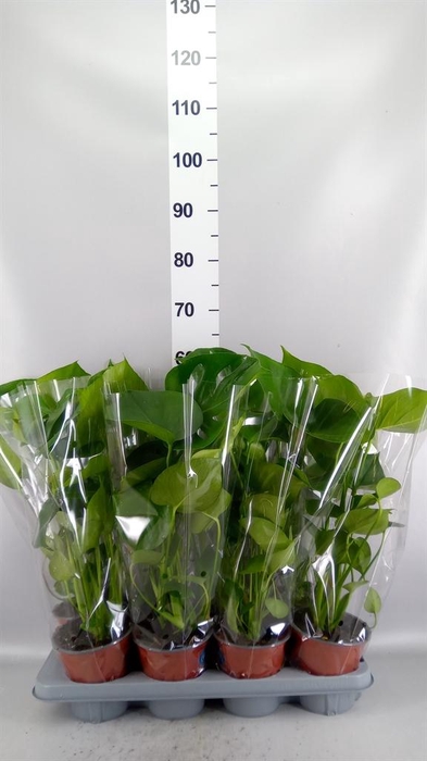 Monstera delic.