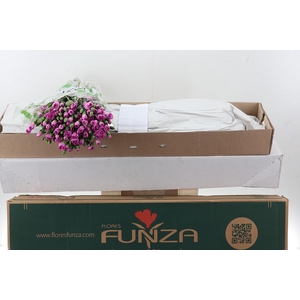 Di Tr Malibu x20 Box