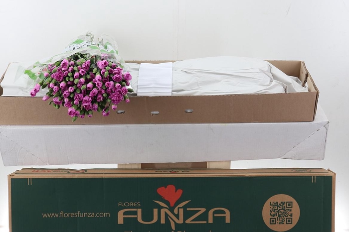 <h4>Di Tr Malibu  x20 Box</h4>