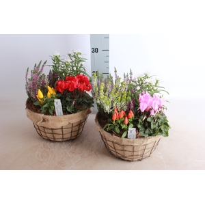 ARR TUINPLANTEN