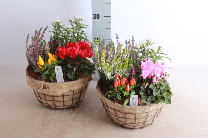 <h4>ARR TUINPLANTEN</h4>