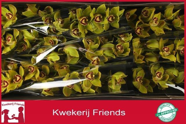 <h4>CYMB T POLYCHROME</h4>