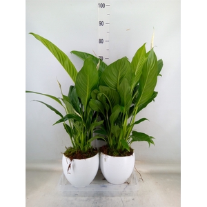 Spathiphyllum  'Bingo Cupido'