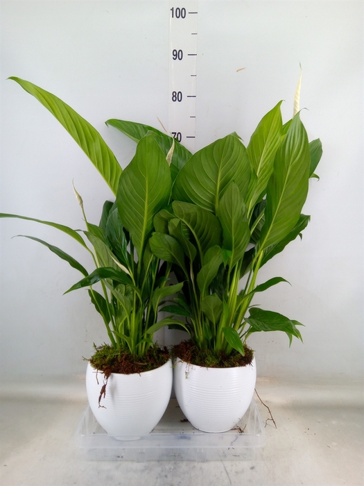 <h4>Spathiphyllum  'Bingo Cupido'</h4>