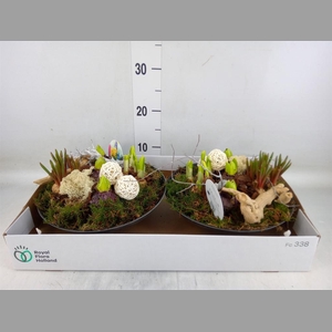 Arr.   Bol/Knolgewas L%