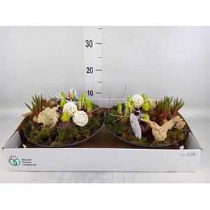 Arr.   Bol/Knolgewas L%