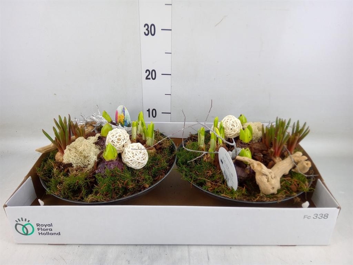 <h4>Arr. Bol/Knolgewas L%</h4>