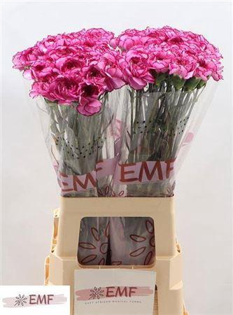 <h4>Di St Royal Damascus</h4>