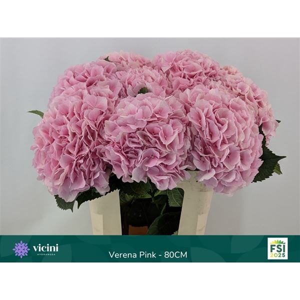 <h4>HYDRANGEA  'VERENA'</h4>
