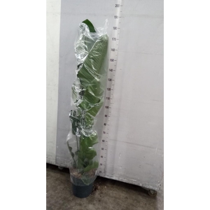 Strelitzia nicolai