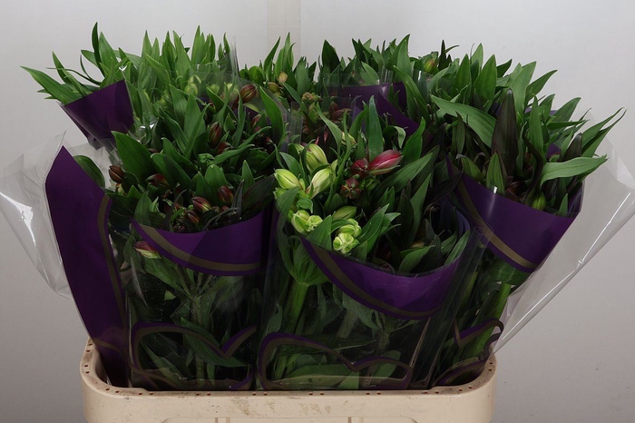 <h4>Alstroemeria   ...mix bos</h4>