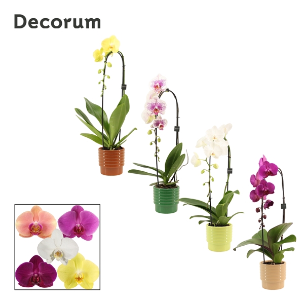 <h4>Phalaenopsis cascade 1 tak mix in Naemi (Natural bubble-collecti</h4>