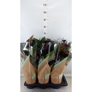 Anthurium andr. 'Beauty Black'