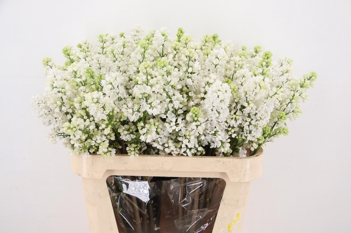 <h4>SYR V MME FL STEPMAN</h4>