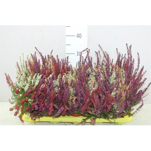 Calluna Beauty Lady High Five