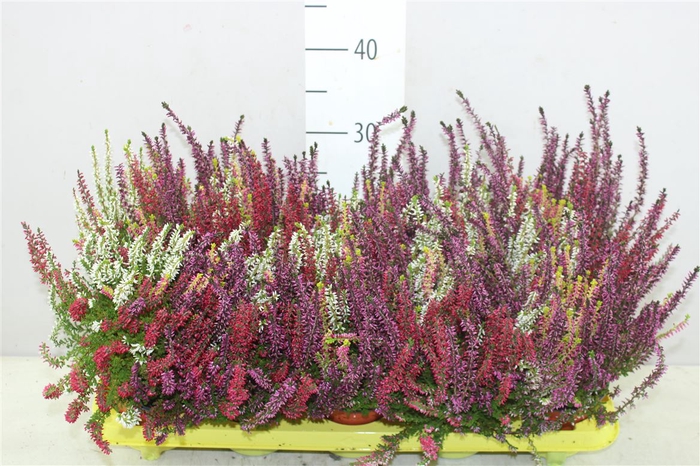 Calluna Beauty Lady High Five