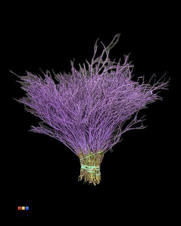 <h4>Vaccinium / Heidelbeer Purple</h4>