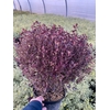 Pittosporum tenuifolium