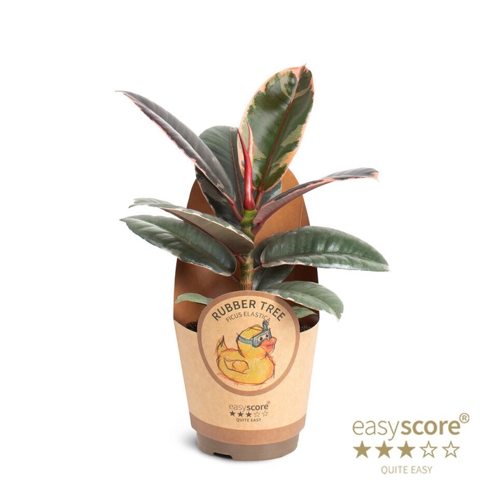 <h4>FICUS ELASTICA p11 Belize paper</h4>